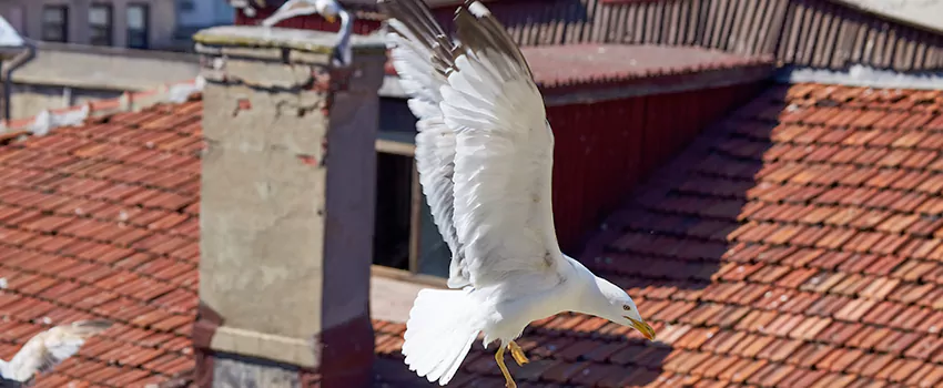 Residential Chimney Animal Removal Solution in Lawton, OK